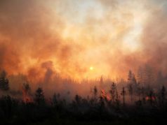 Лесные пожары в Якутии (архив). Фото: Светлана Павлова/ТАСС