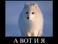 Песец. Демотиватор: demotivation.me